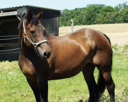 broodmare Waxahatchi (Hanoverian, 1987, from Wendulan)