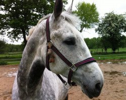 horse Bellaluna (Hanoverian, 2004, from Harmony's Baroncelli)