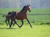 broodmare Just in Time (Holsteiner, 1994, from Mytens xx)