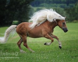 Pferd Ander (Haflinger, 2006, von Artist)