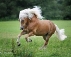 Pferd Wastl (Haflinger, 1995, von Westwind)