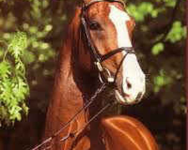 stallion Pilaro (Hanoverian, 1991, from Pilot)