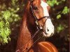 stallion Pilaro (Hanoverian, 1991, from Pilot)