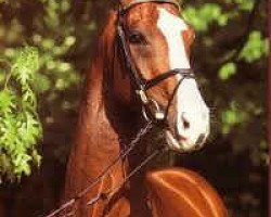 stallion Pilaro (Hanoverian, 1991, from Pilot)