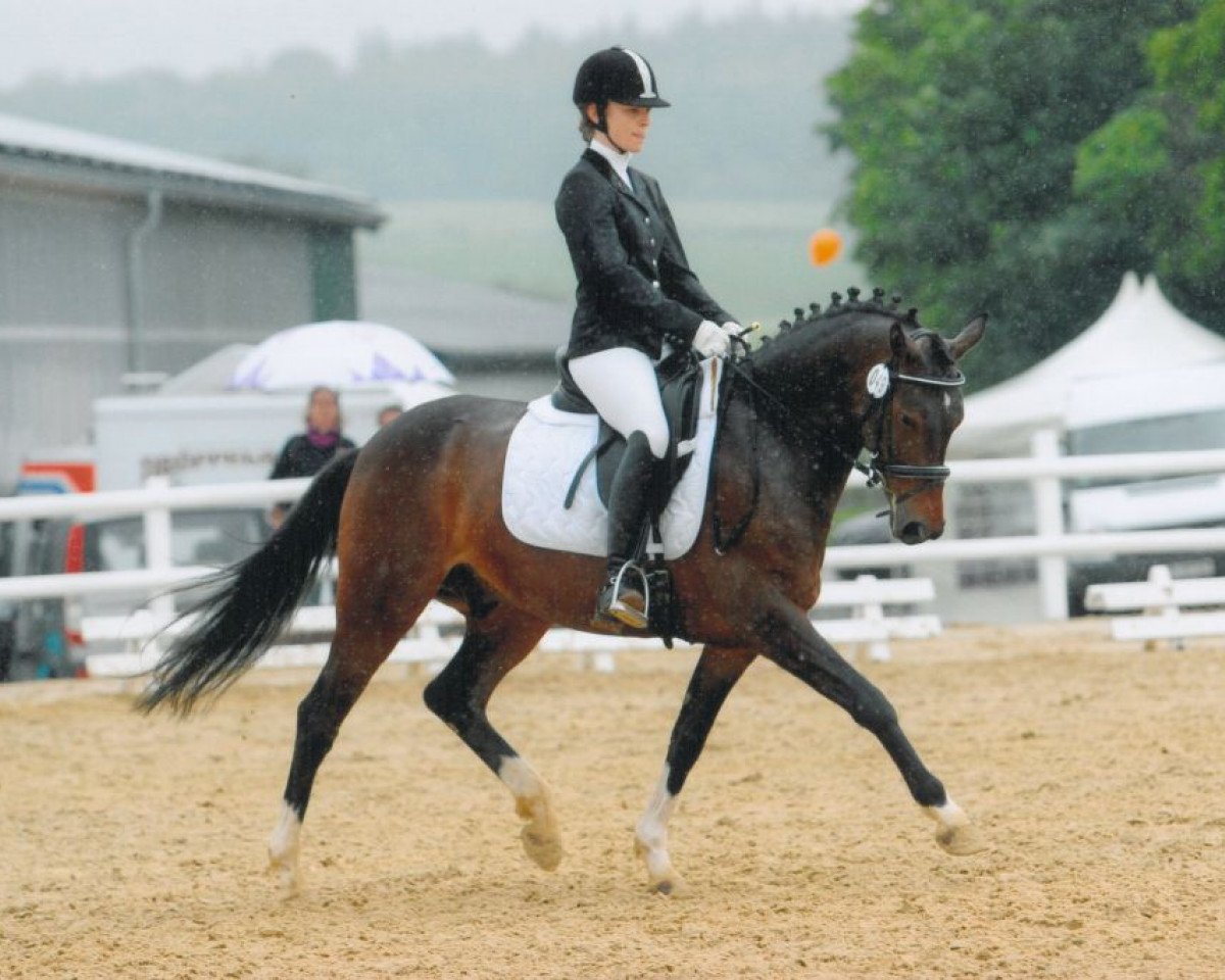 dressage horse Dellvue (German Riding Pony, 2005, from Dirigent)