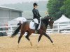 dressage horse Dellvue (German Riding Pony, 2005, from Dirigent)