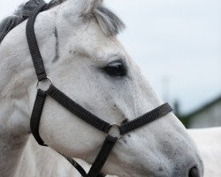 broodmare Cola 19 (Zangersheide riding horse, 2005, from Couletto)