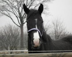 dressage horse Freya (Hanoverian, 2009, from Fürst Nymphenburg)