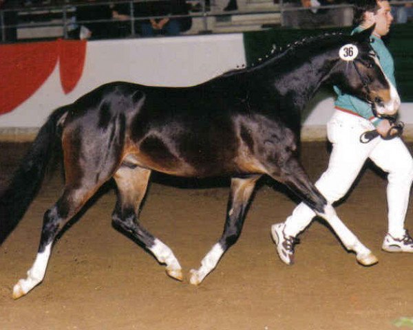 horse Charlie Ray (German Riding Pony, 1996, from Comeback)
