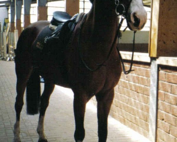 Springpferd Aladin 274 (Oldenburger, 1993, von Almeo)