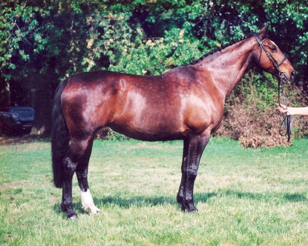 Pferd Horien (KWPN (Niederländisches Warmblut), 1989, von Architect)