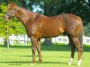 stallion Smarty Jones xx (Thoroughbred, 2001, from Elusive Quality xx)