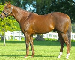 stallion Smarty Jones xx (Thoroughbred, 2001, from Elusive Quality xx)