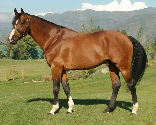 stallion True Love (KWPN (Royal Dutch Sporthorse), 2000, from Heartbreaker)