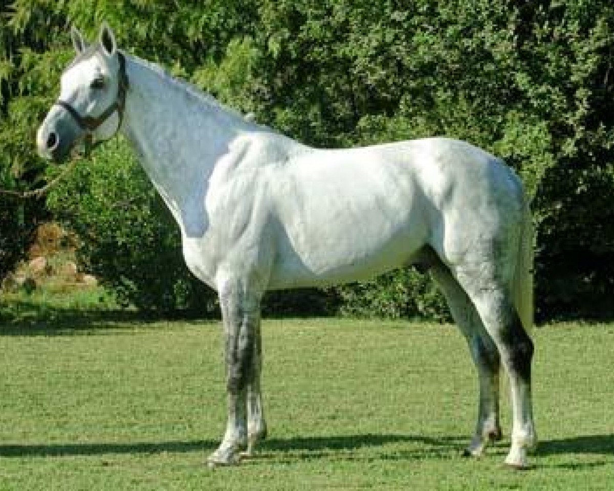 stallion Abeltus Z (Zangersheide riding horse, 1994, from Athlet II Z)
