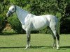 stallion Abeltus Z (Zangersheide riding horse, 1994, from Athlet II Z)