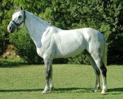 stallion Abeltus Z (Zangersheide riding horse, 1994, from Athlet II Z)