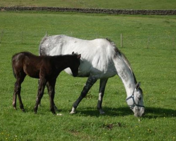 broodmare Dispol Isle xx (Thoroughbred, 2002, from Trans Island xx)