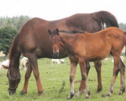 broodmare Dispol Katie xx (Thoroughbred, 2001, from Komaite xx)