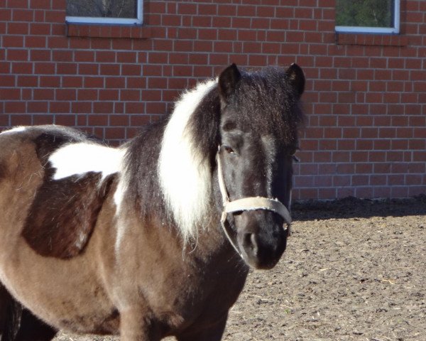 Zuchtstute Zera (Shetland Pony, 2001)