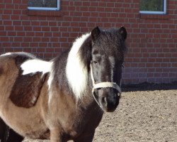 broodmare Zera (Shetland Pony, 2001)