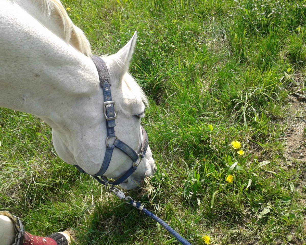 horse Concord (Hessian Warmblood, 1994, from Calderon)