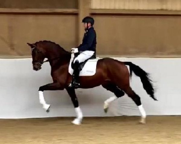 dressage horse Fitoussi (Hanoverian, 2018, from Fuechtels Floriscount OLD)