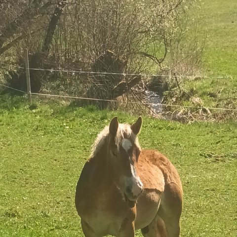 horse Hugo (Rhenish-German Cold-Blood, 2021, from Humphrey)