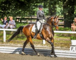 dressage horse All My Life 4 (Holsteiner, 2010, from Almoretto)