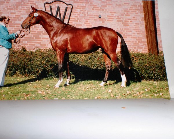 stallion Cinamant K (Rhinelander, 1992, from Carte d'Or)