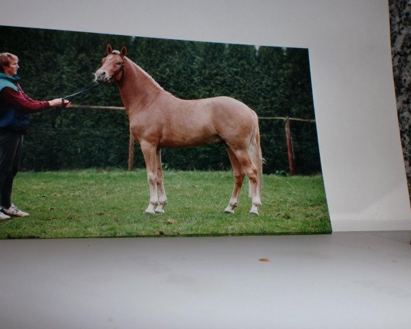 stallion Nintendo K (German Riding Pony, 1990, from Nansen)