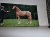 stallion Nintendo K (German Riding Pony, 1990, from Nansen)