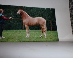 Deckhengst Nintendo K (Deutsches Reitpony, 1990, von Nansen)