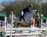 Springpferd Silver Jeannie (Irish Sport Horse, 2010)