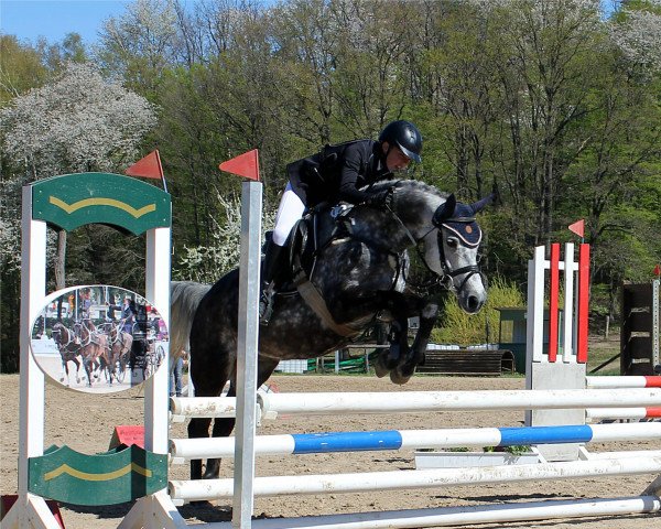 jumper Perfect One W.A. (Dutch Pony, 2012, from Power and Paint)