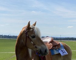 dressage horse Nurini (11,04% ox) (Edelbluthaflinger, 2016, from Narius (14,26% ox))