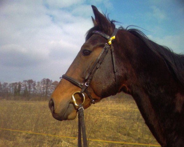 stallion Namaste (US) (American Trotter, 1991, from Crowning Point 5235Z (US))