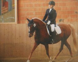 broodmare Miss Marple (German Riding Pony, 1995, from Playback)