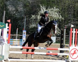 Dressurpferd Leander van de Rozenberg (Belgisches Warmblut, 2011, von Copperfield von Der Held)