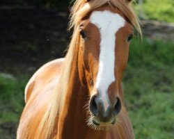 Springpferd Leopold Z (Westfale, 2011, von Lohengrin T)