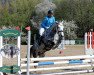 jumper Woodbrook Princes (Connemara Pony, 2014, from Slackport Prince)