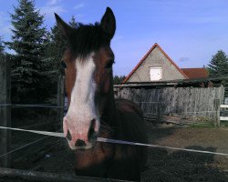 Pferd Soraya (Deutsches Reitpony, 2004, von Bünteeichen-Manolito)