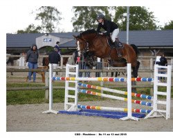 stallion Vizir du Reverdy (Selle Français, 2009, from Allegreto)