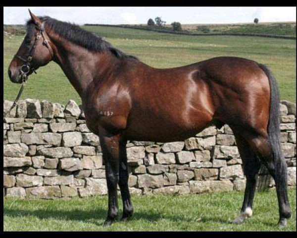 stallion Ferrule xx (Thoroughbred, 1998, from Danehill xx)