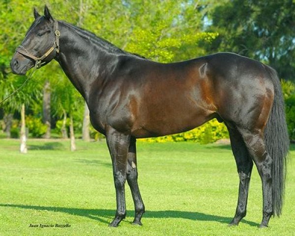 stallion Awzaan xx (Thoroughbred, 2007, from Alhaarth xx)