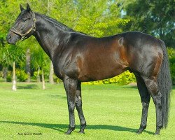 stallion Awzaan xx (Thoroughbred, 2007, from Alhaarth xx)