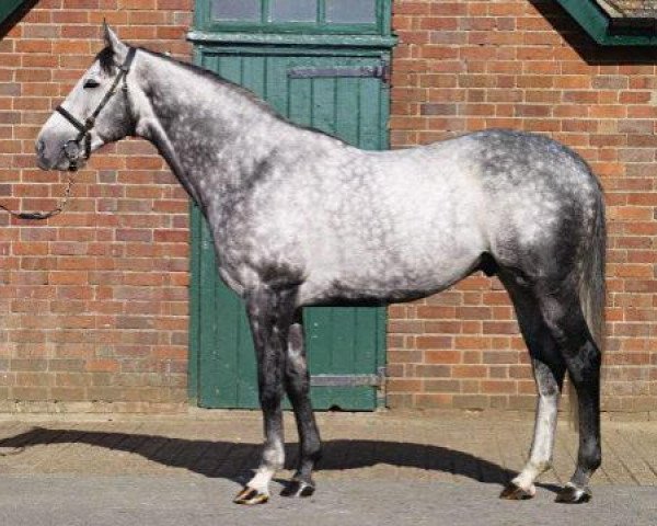 stallion Proclamation xx (Thoroughbred, 2002, from King's Best xx)