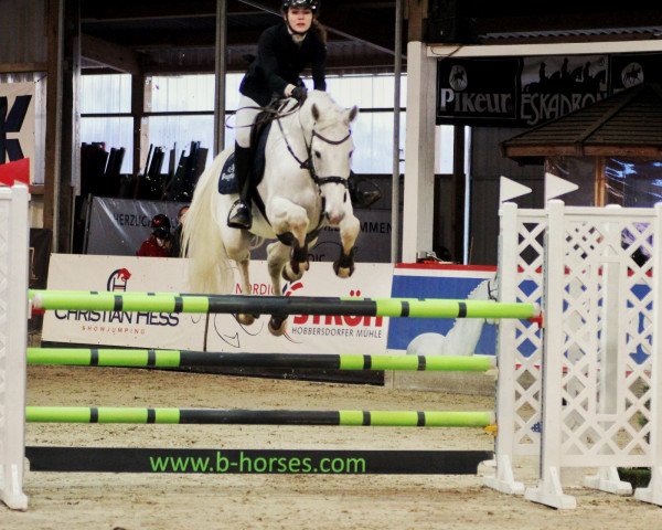 jumper Usyris D'Orvaux (anglo european sporthorse, 2008, from Cantucky)