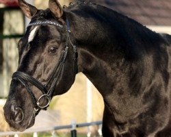 Deckhengst Orestus VDL (KWPN (Niederländisches Warmblut), 1996, von Indoctro)