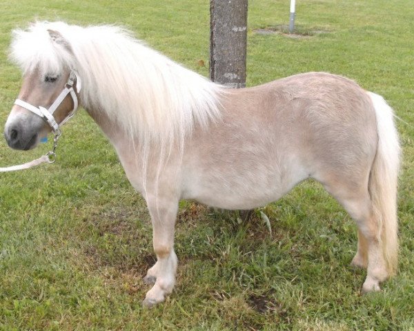 Zuchtstute Deidre van de Bekkenkamp (Shetland Pony, 2010, von Orlando van Stal Westerwolde)